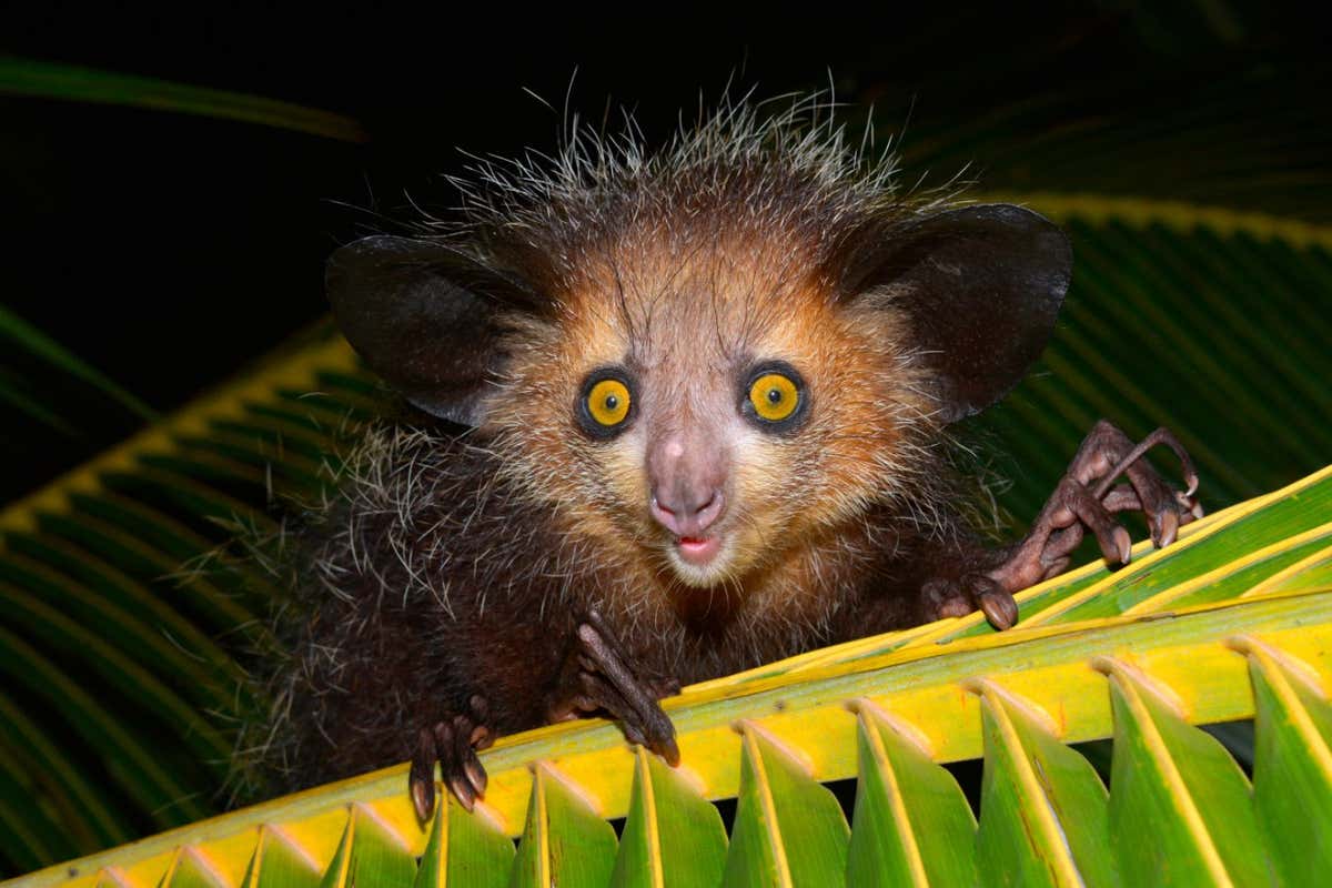 DE0GFY Aye-aye (Daubentonia madagascariensis) on a palm frond